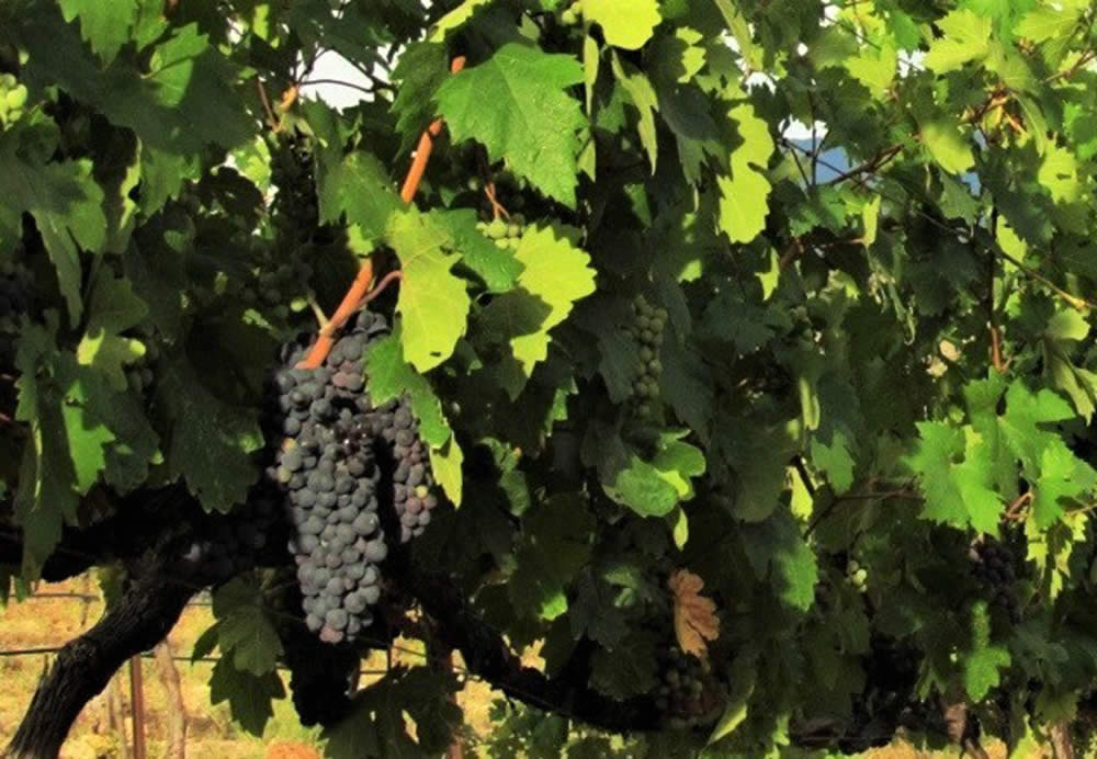 winery